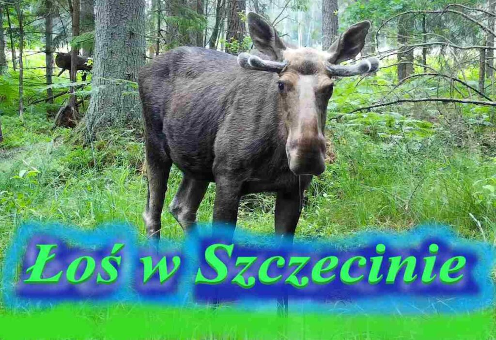 łoś w Szczecinie