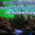szczury